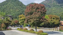Lake Kawaguchi Maple Corridor 3242022176