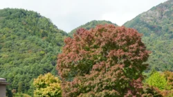 Lake Kawaguchi Maple Corridor 4160343311