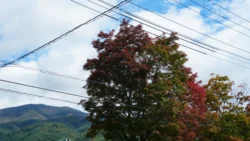 Lake Kawaguchi Maple Corridor 79010445