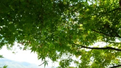 Lake Kawaguchi Maple Corridor 3862973989