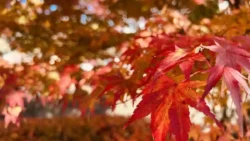 Lake Kawaguchi Maple Corridor 3651753279