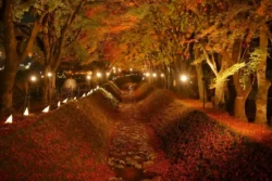 Lake Kawaguchi Maple Corridor 1798694304