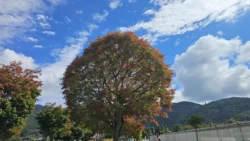 Lake Kawaguchi Maple Corridor 2866532063