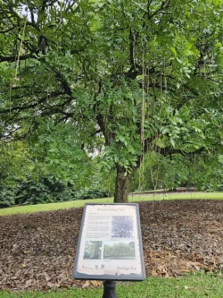 Singapore Botanic Gardens 1656148527