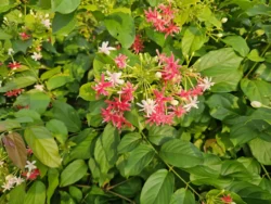 Singapore Botanic Gardens 4148555653