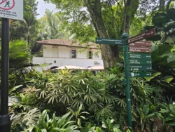 Singapore Botanic Gardens 431300963