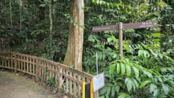 Bukit Timah Nature Reserve 3933106577