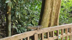 Bukit Timah Nature Reserve 1024908192