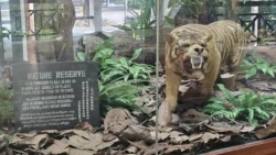 Bukit Timah Nature Reserve 1272934197