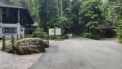 Bukit Timah Nature Reserve 24040919