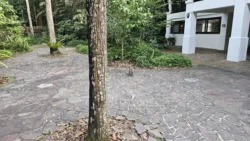 Bukit Timah Nature Reserve 1955848369