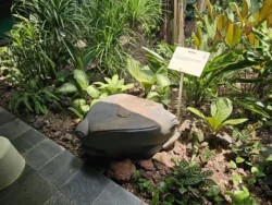 Singapore Botanic Gardens 145986599