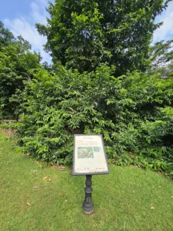 Singapore Botanic Gardens 108529518