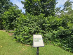 Singapore Botanic Gardens 1412904619