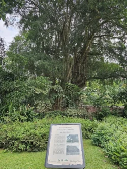 Singapore Botanic Gardens 3864323073