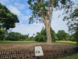 Singapore Botanic Gardens 625426098