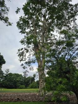 Singapore Botanic Gardens 3988436869