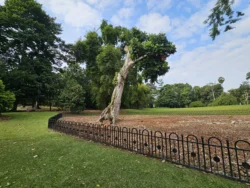 Singapore Botanic Gardens 1983660002