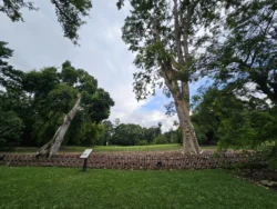 Singapore Botanic Gardens 4218493396