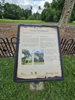 Singapore Botanic Gardens 501098880