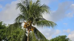 Changi Beach Park 3594876493