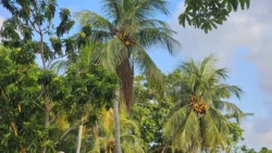 Changi Beach Park 470826306