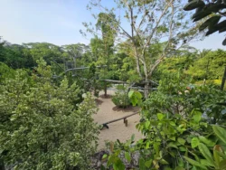 Singapore Botanic Gardens 3889366083