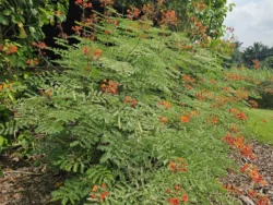 Singapore Botanic Gardens 836842054