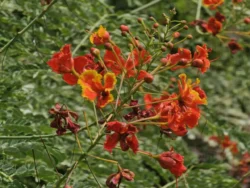 Singapore Botanic Gardens 2215620532