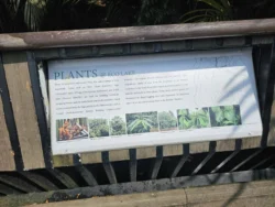 Singapore Botanic Gardens 1802031163