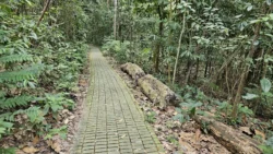 Bukit Batok Nature Park 4023927487