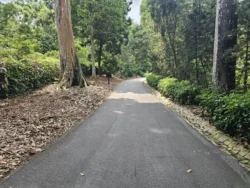 Singapore Botanic Gardens 3276335601