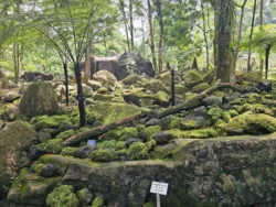 Singapore Botanic Gardens 3646323243