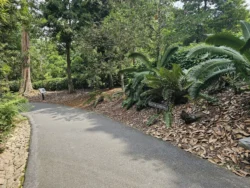 Singapore Botanic Gardens 108336035