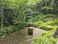Singapore Botanic Gardens 4236679414