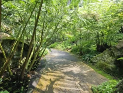 Singapore Botanic Gardens 57965218