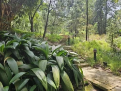 Singapore Botanic Gardens 802590756