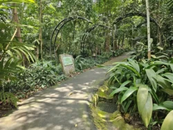 Singapore Botanic Gardens 68501239
