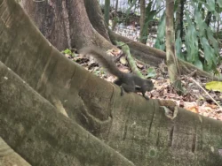 Singapore Botanic Gardens 3312972924