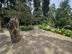 Singapore Botanic Gardens 1694153497