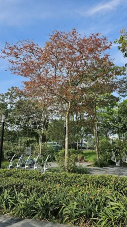 Lower Seletar Reservoir (Rower's Bay) 3138341362