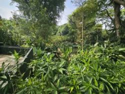 Singapore Botanic Gardens 211617439