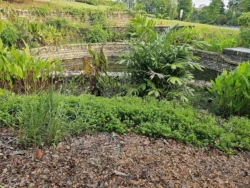 Singapore Botanic Gardens 3406191664