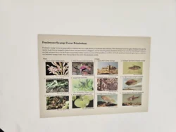 Singapore Botanic Gardens 1687754401