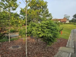 Singapore Botanic Gardens 1461217595