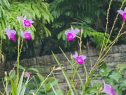 Singapore Botanic Gardens 522554475