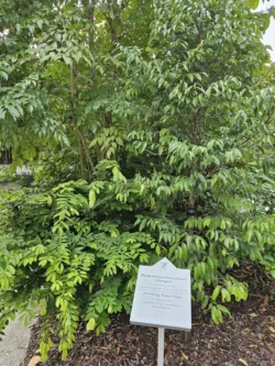 Singapore Botanic Gardens 1500054683