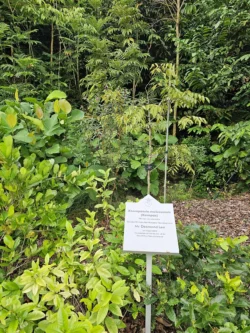 Singapore Botanic Gardens 1681175667