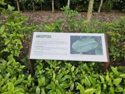 Singapore Botanic Gardens 476476228