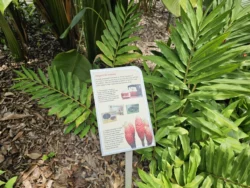 Singapore Botanic Gardens 3994997432